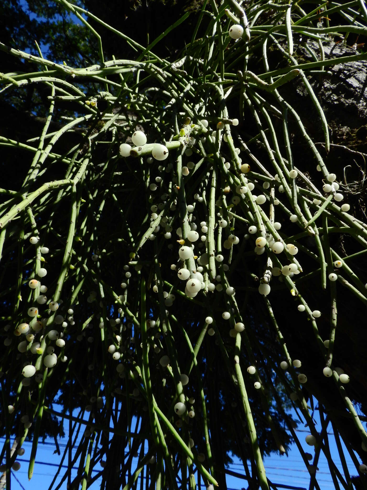Слика од Rhipsalis baccifera subsp. shaferi (Britton & Rose) Barthlott & N. P. Taylor