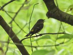Image of Yellow-rumped Flycatcher
