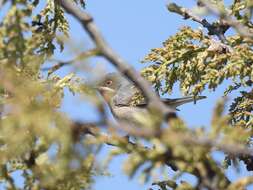 Sivun Curruca cantillans albistriata Brehm & CL 1855 kuva