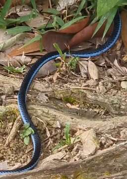 Image of Blue Coral Snake