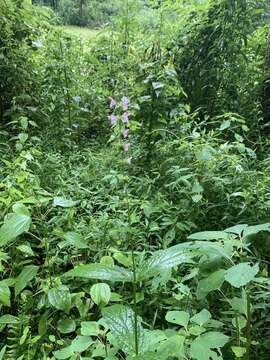 Image of Broad-Tooth Hedge-Nettle