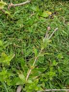 Imagem de Epilobium gunnianum Hausskn.