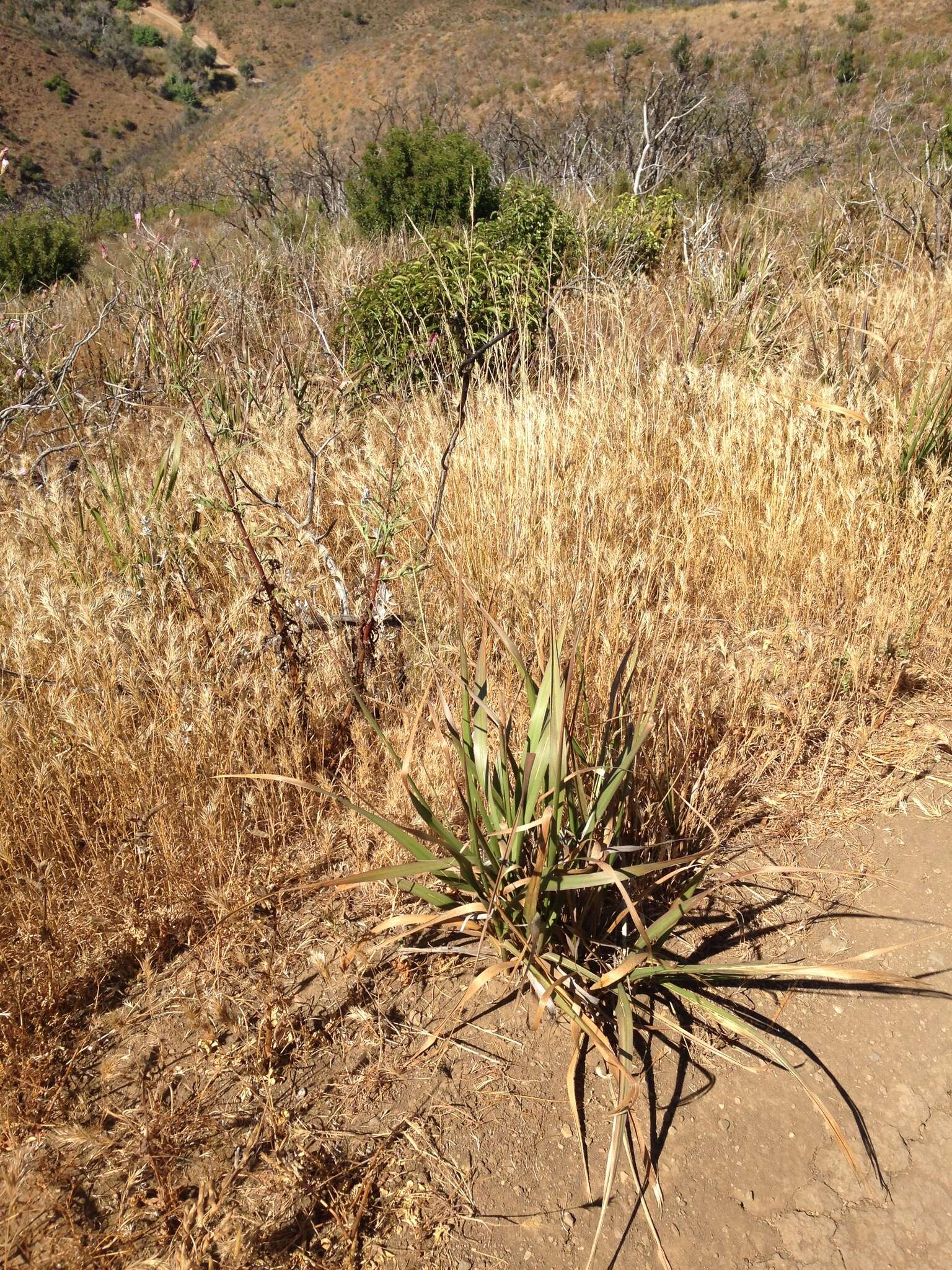 Image of giant wildrye
