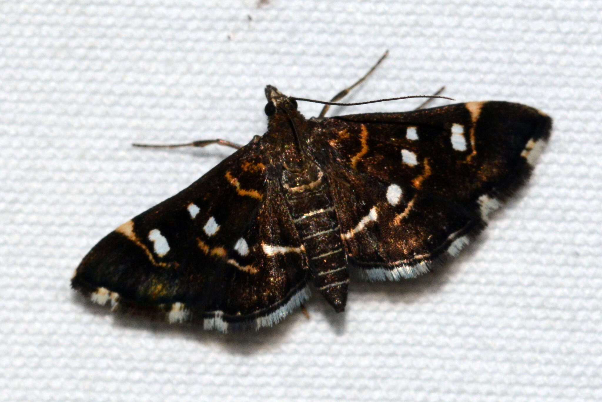 Image of Diathrausta harlequinalis Dyar 1914