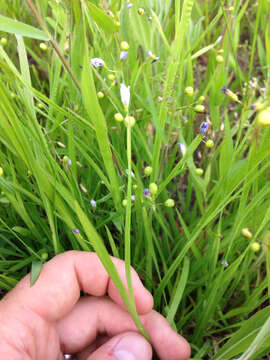 Image of narrowleaf blue-eyed grass