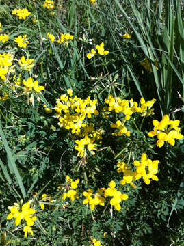 Image of bird's-foot trefoil