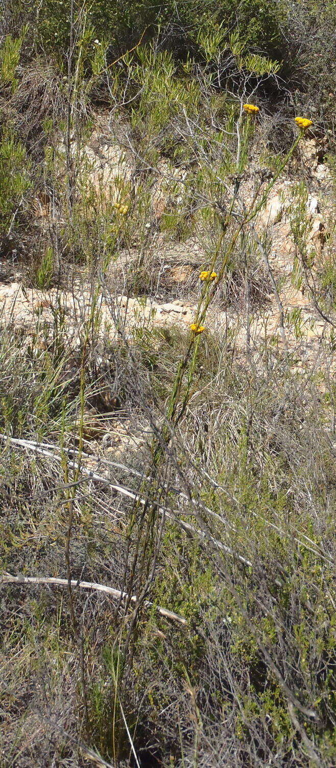 Image of Athanasia linifolia Burm. fil.