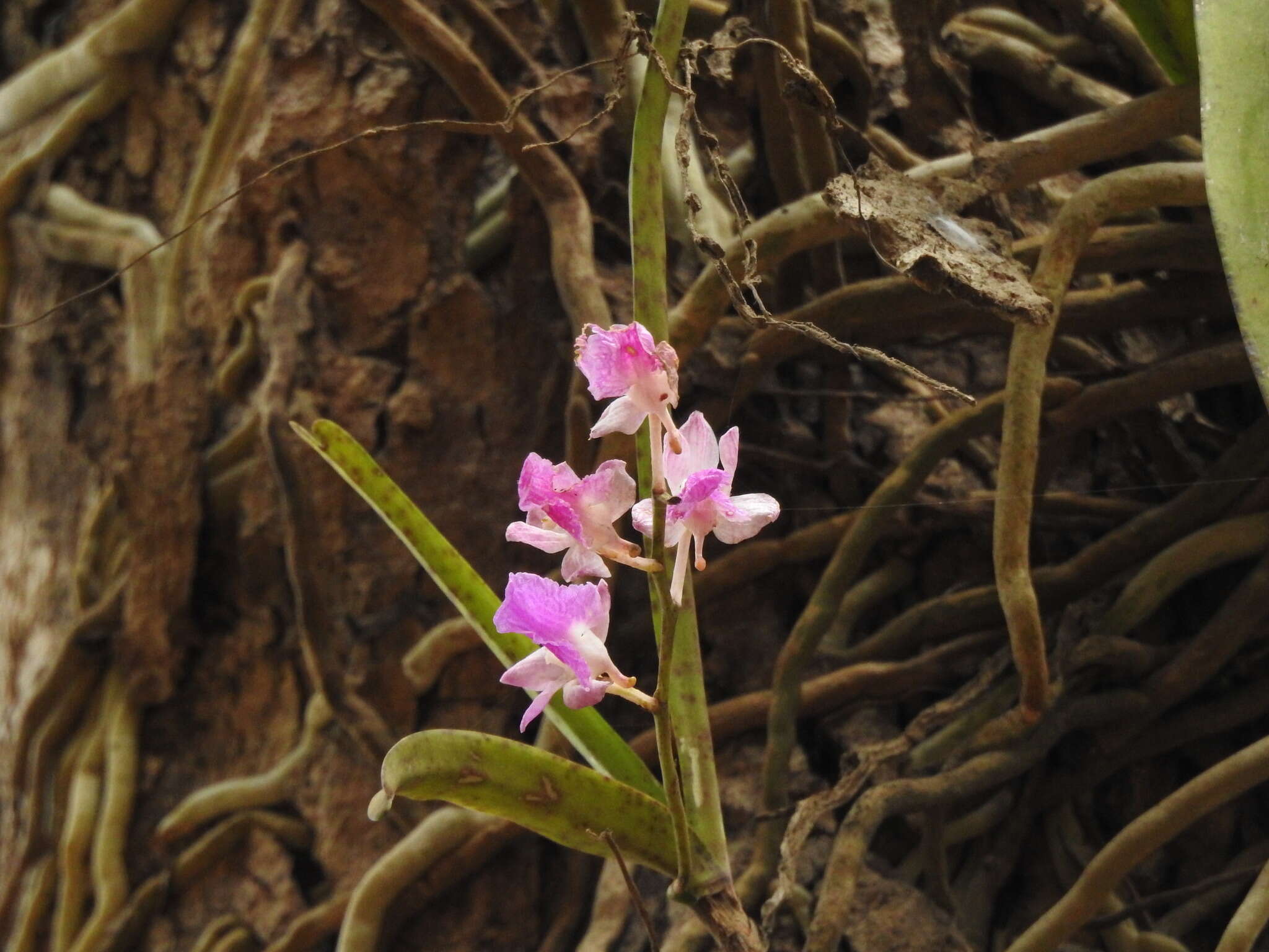 Image of Aerides crispa Lindl.