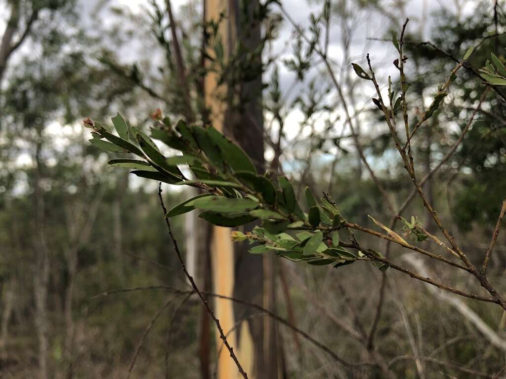 Imagem de Acacia fimbriata A. Cunn. ex G. Don