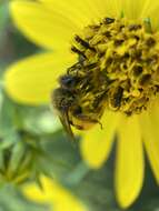 Image of Sunflower Andrena