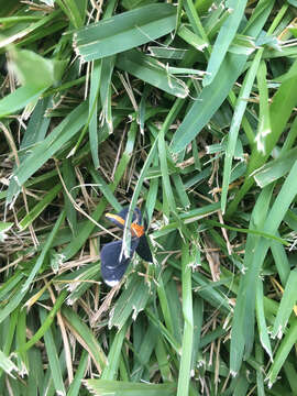 Image of White-tipped Black