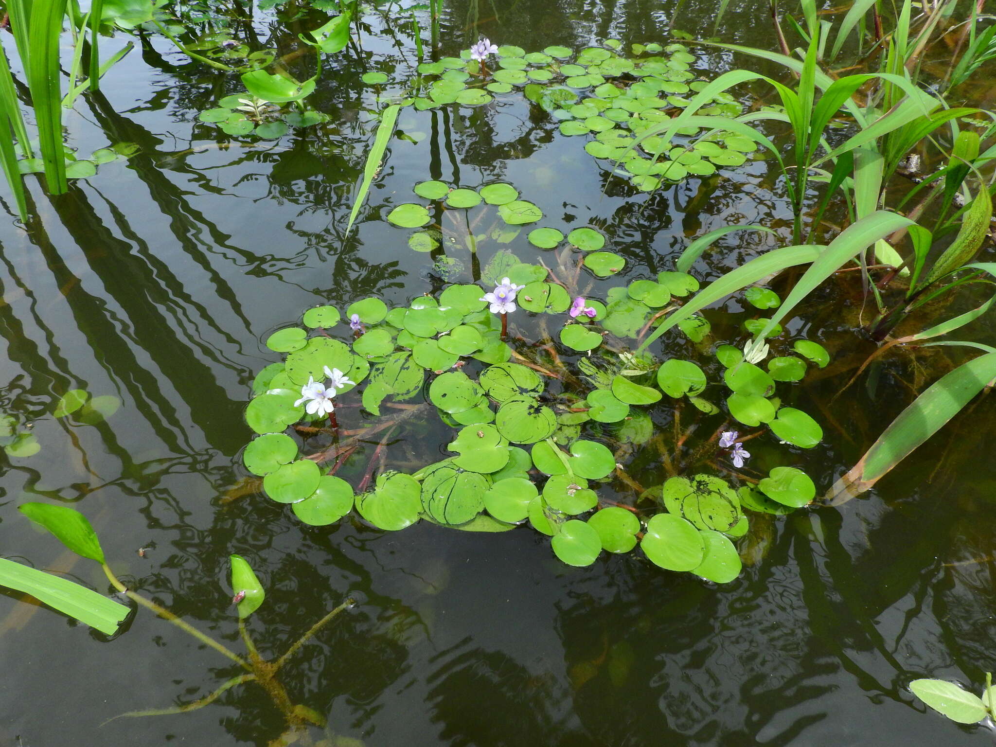 Image of <i>Pontederia diversifolia</i>