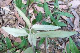 Image of Olearia lyrata (Sims) Hutch.