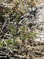 Image of whiteflower goldenbush