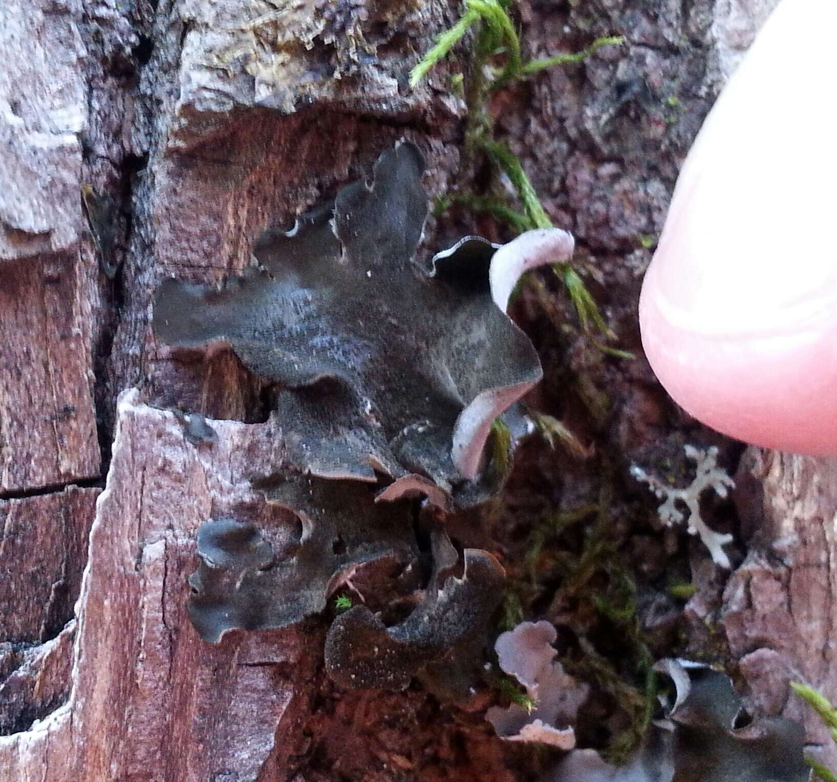 Image of Bearded jellyskin