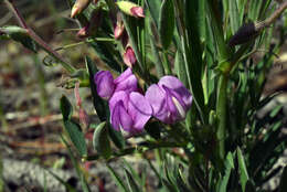 Imagem de Lathyrus pauciflorus subsp. brownii (Eastw.) Piper
