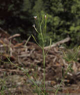 Image de Epilobium brachycarpum Presl