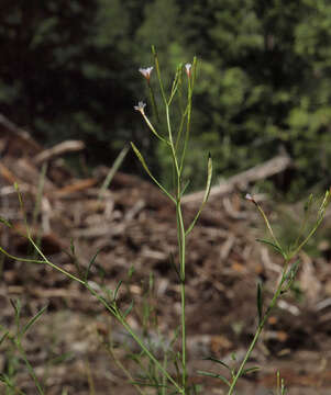 Image of tall annual willowherb