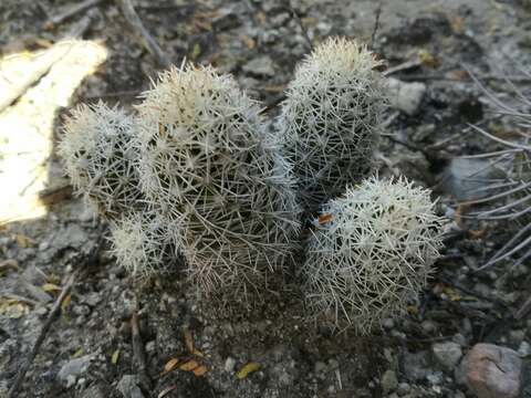 Image of Mammillaria sphacelata subsp. sphacelata