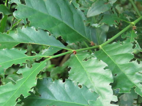 Image de Mitriostigma axillare Hochst.