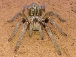 Image of Straight Horned Baboon Tarantula