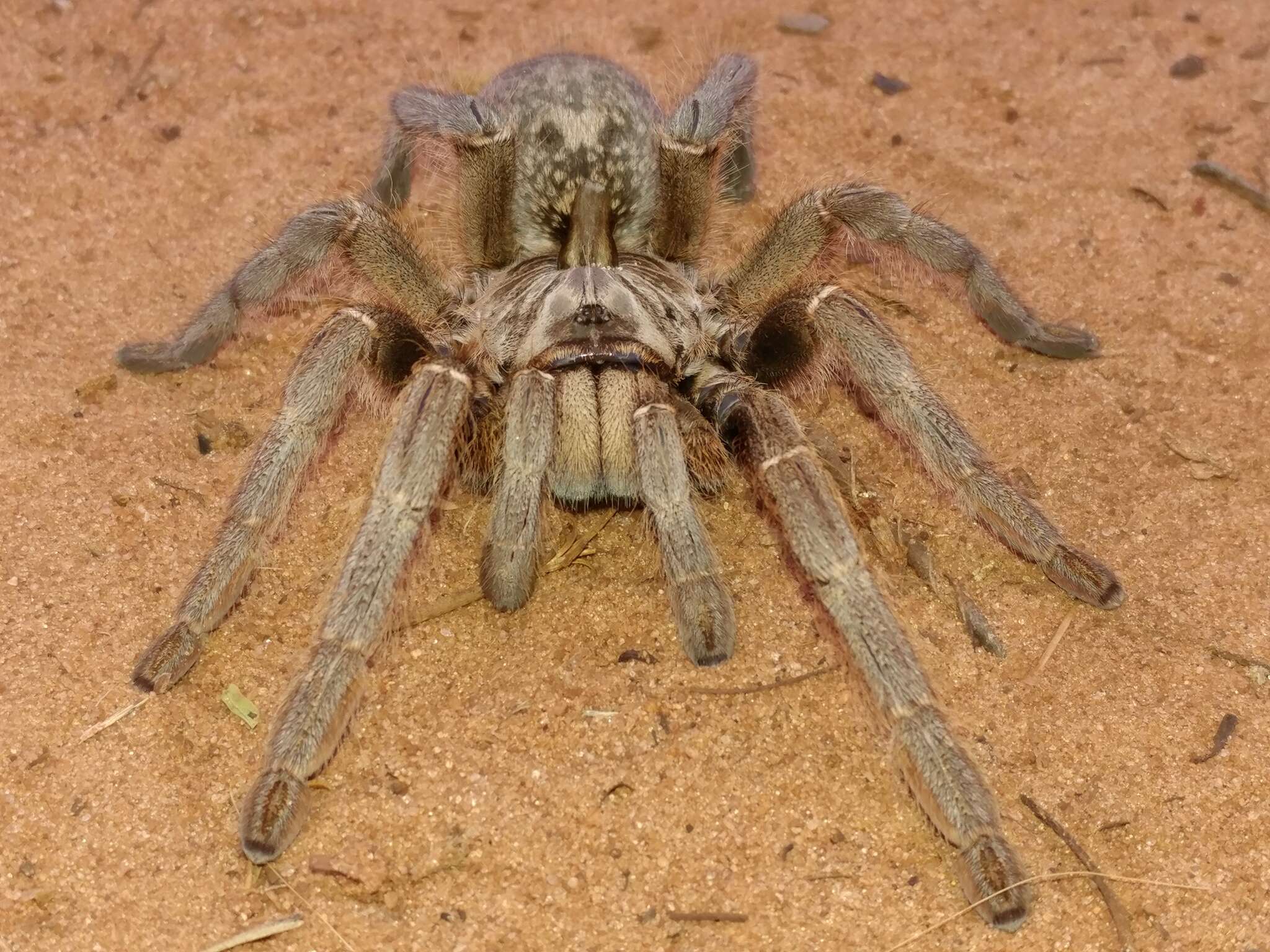 Image of Straight Horned Baboon Tarantula