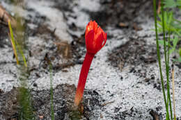 Imagem de Haemanthus canaliculatus Levyns