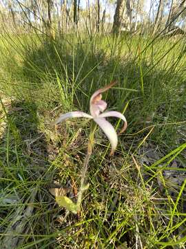 Image of Sugar candy orchid