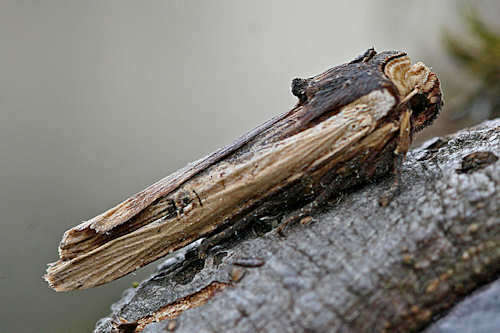 Image of red sword-grass