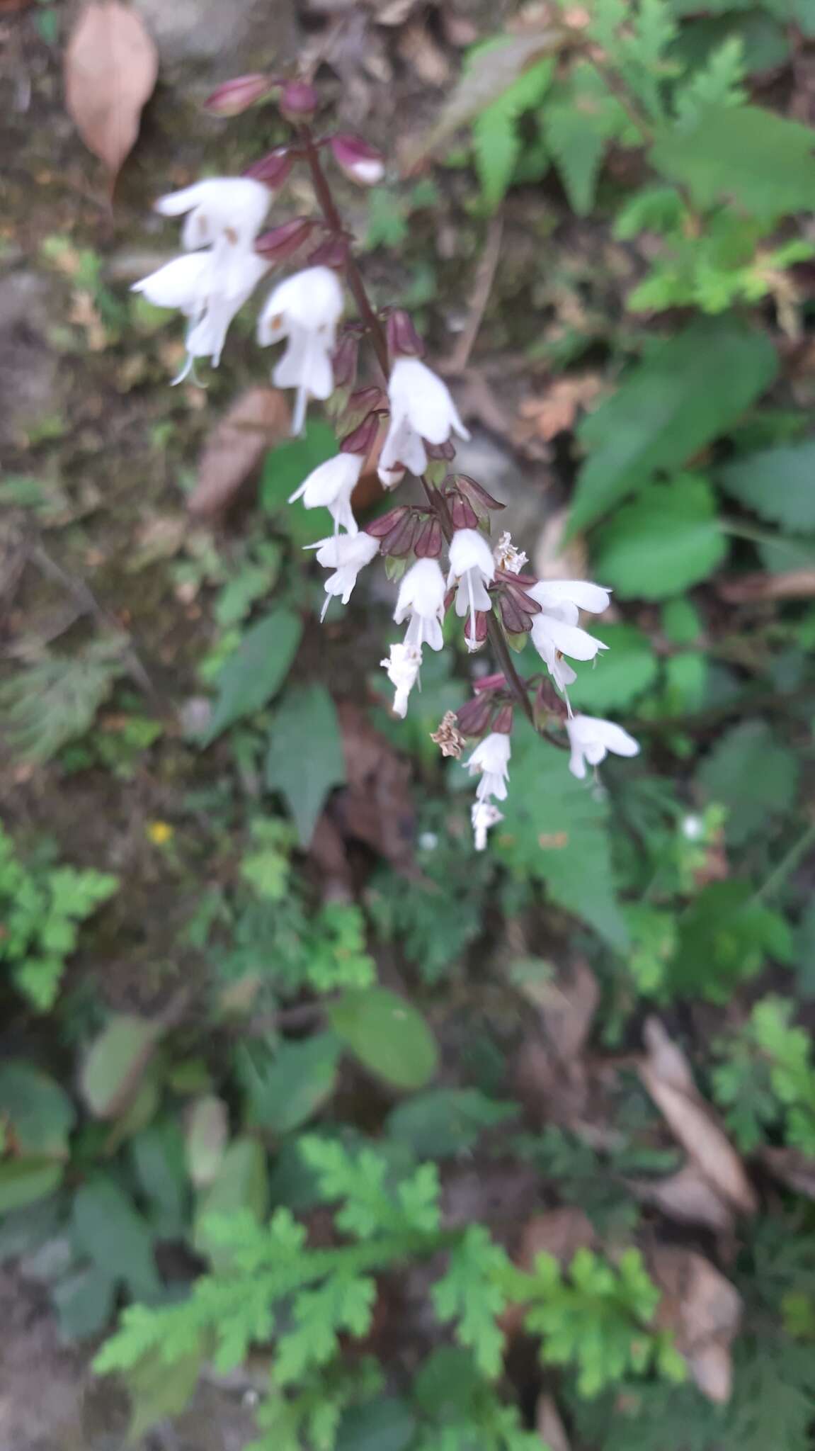 Image of Salvia hayatae var. pinnata (Hayata) C. Y. Wu