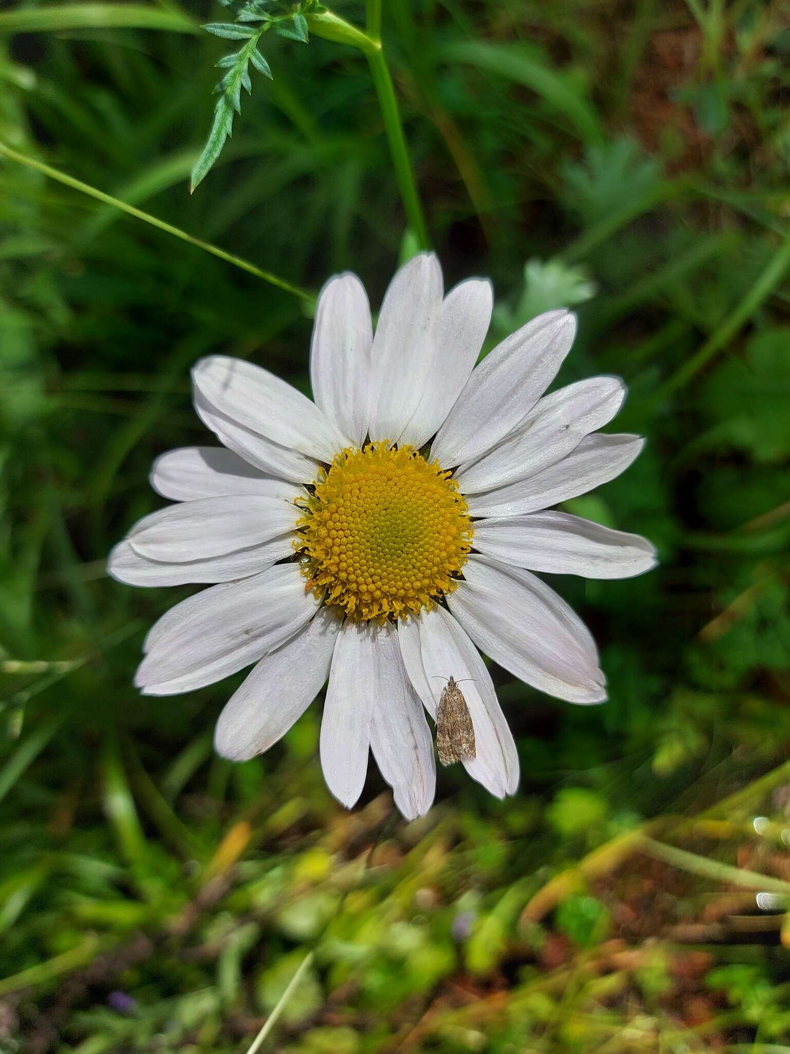 Image of Chrysanthemum zawadskii subsp. peleiolepis (Trautv.) A. V. Grebenjuk & Czepinoga