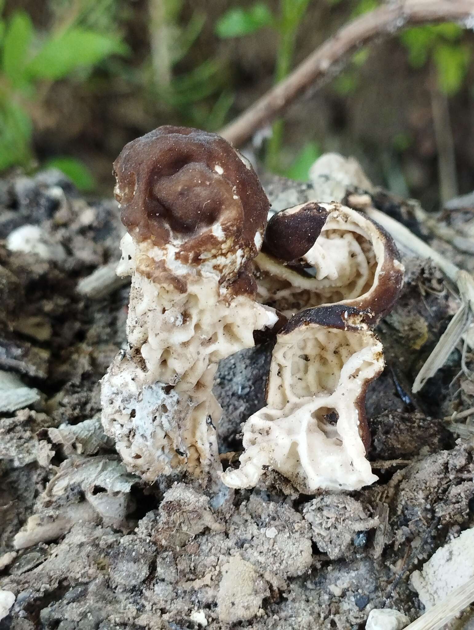 Image of Helvella fusca Gillet 1879