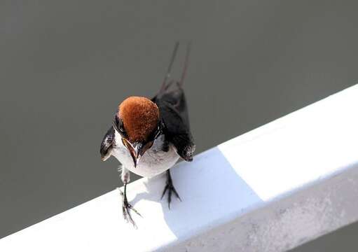 Image of Hirundo smithii smithii Leach 1818