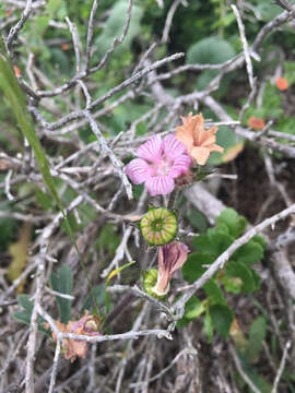 Image of dwarf checkerbloom