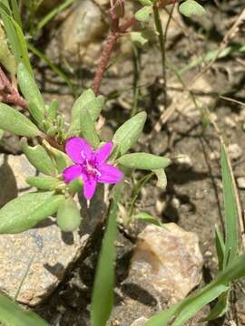 Image of Sesuvium sesuvioides (Fenzl) Verdcourt