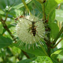 Typocerus velutinus (Olivier 1795) resmi