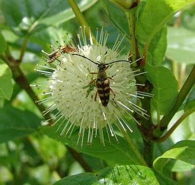 Typocerus velutinus (Olivier 1795) resmi