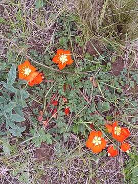 Imagem de Hypseocharis pimpinellifolia Remy