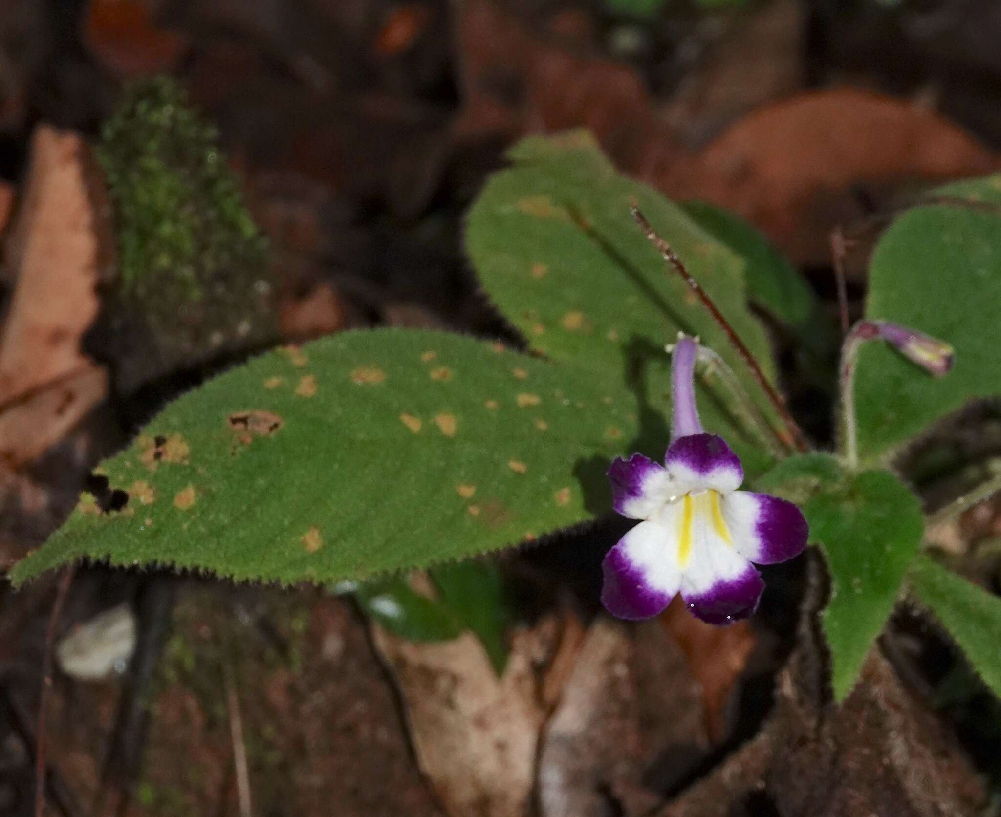 Imagem de Codonoboea quinquevulnera