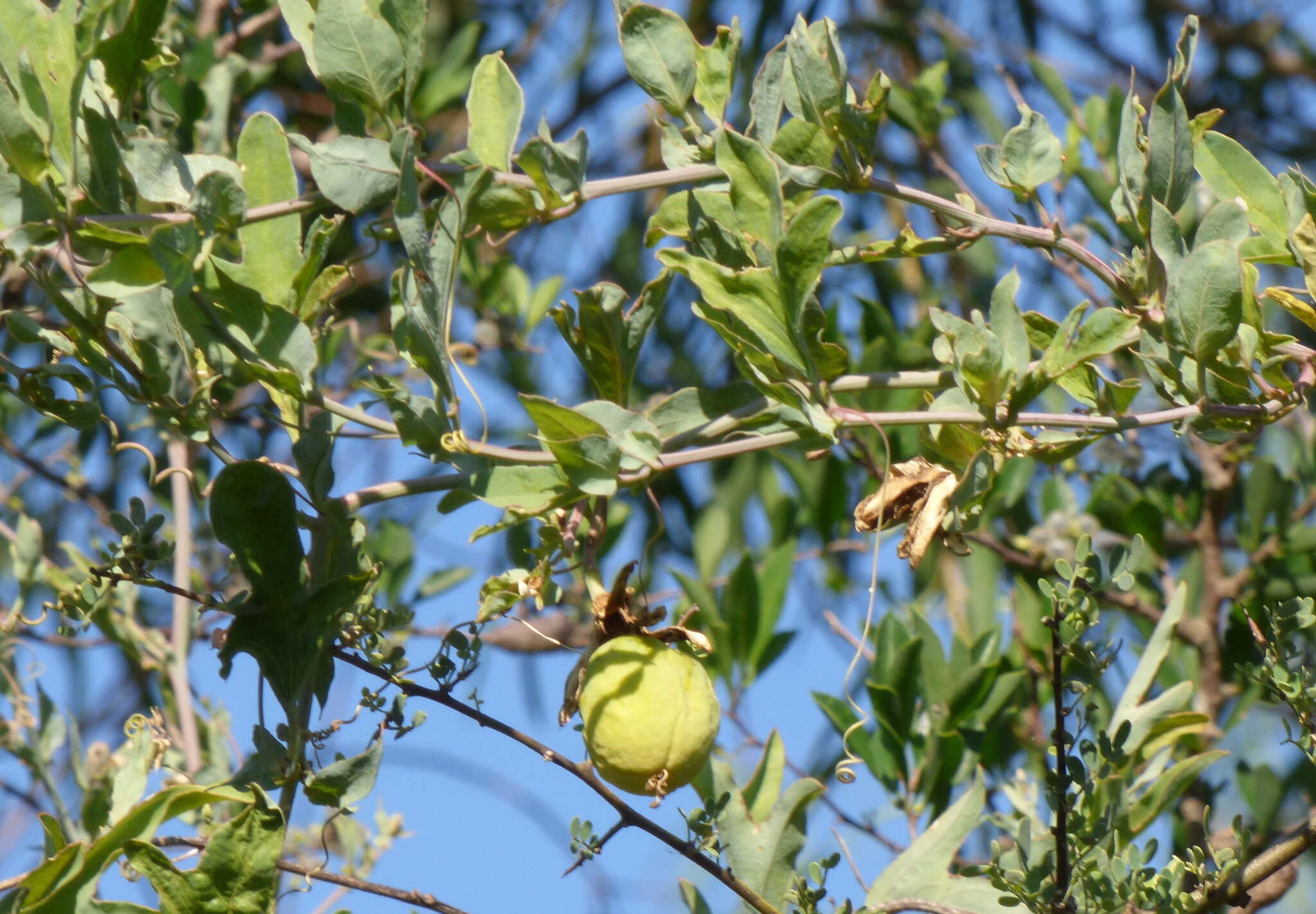 Passiflora mooreana Hook. resmi