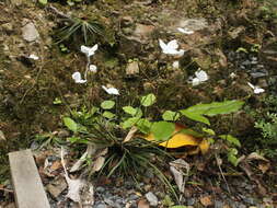 Image of Libertia edgariae Blanchon, B. G. Murray & Braggins