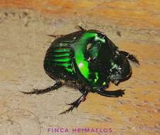 Image of Green Devil Beetle