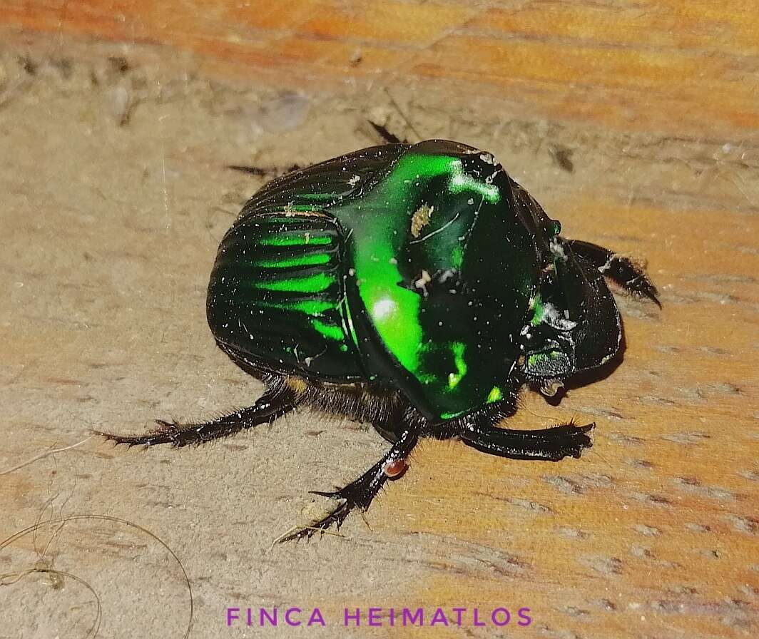 Image of Green Devil Beetle