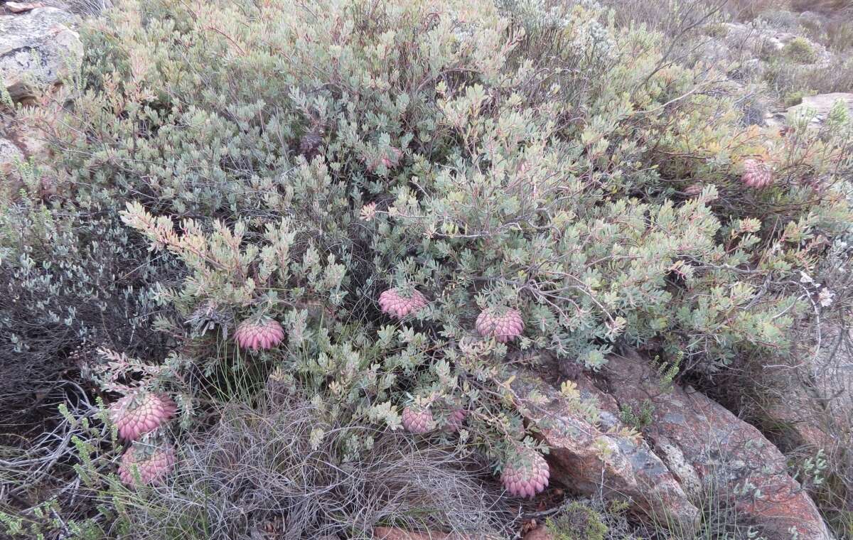 Image de Protea sulphurea Phillips