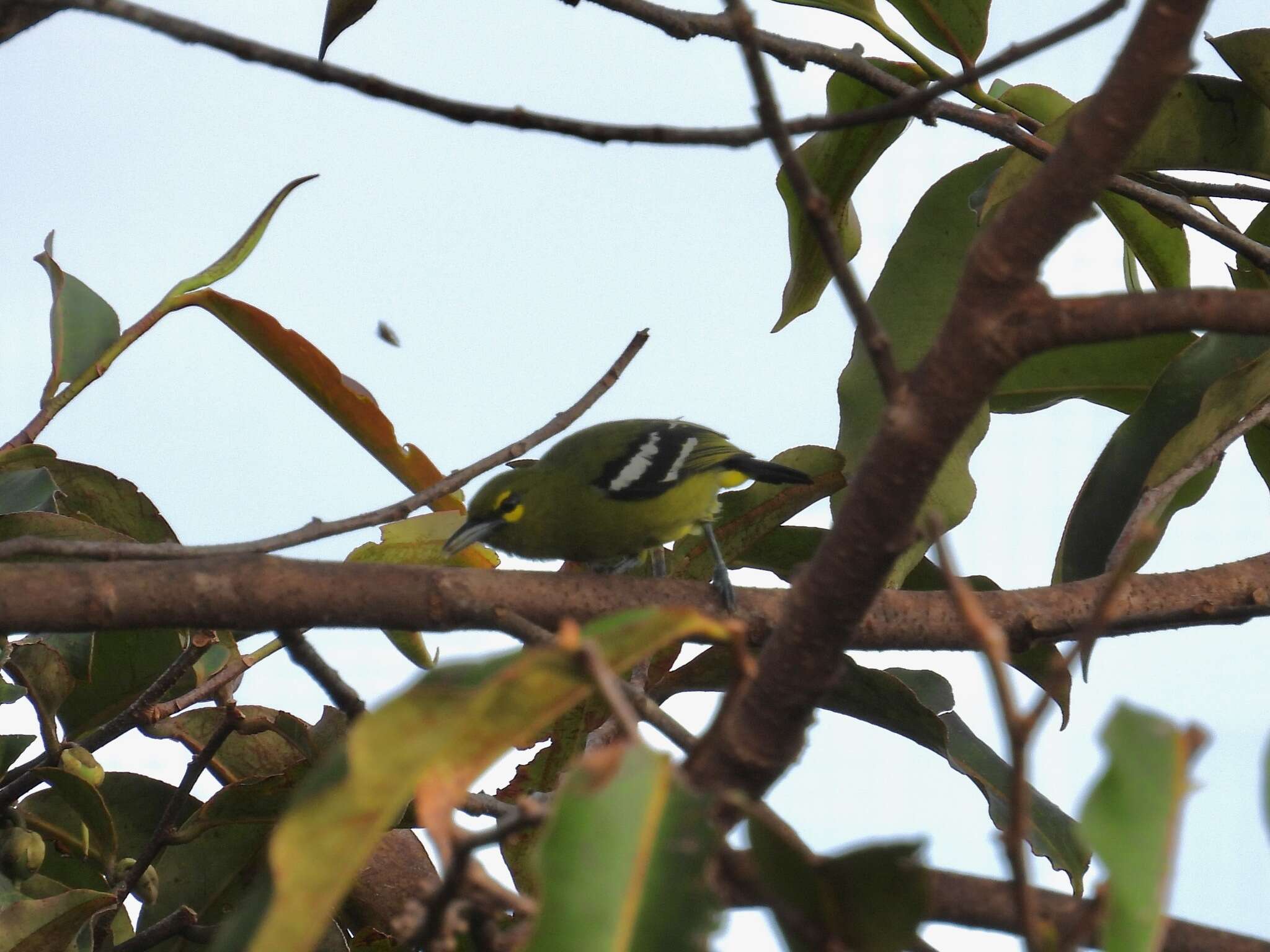 Aegithina viridissima (Bonaparte 1850) resmi