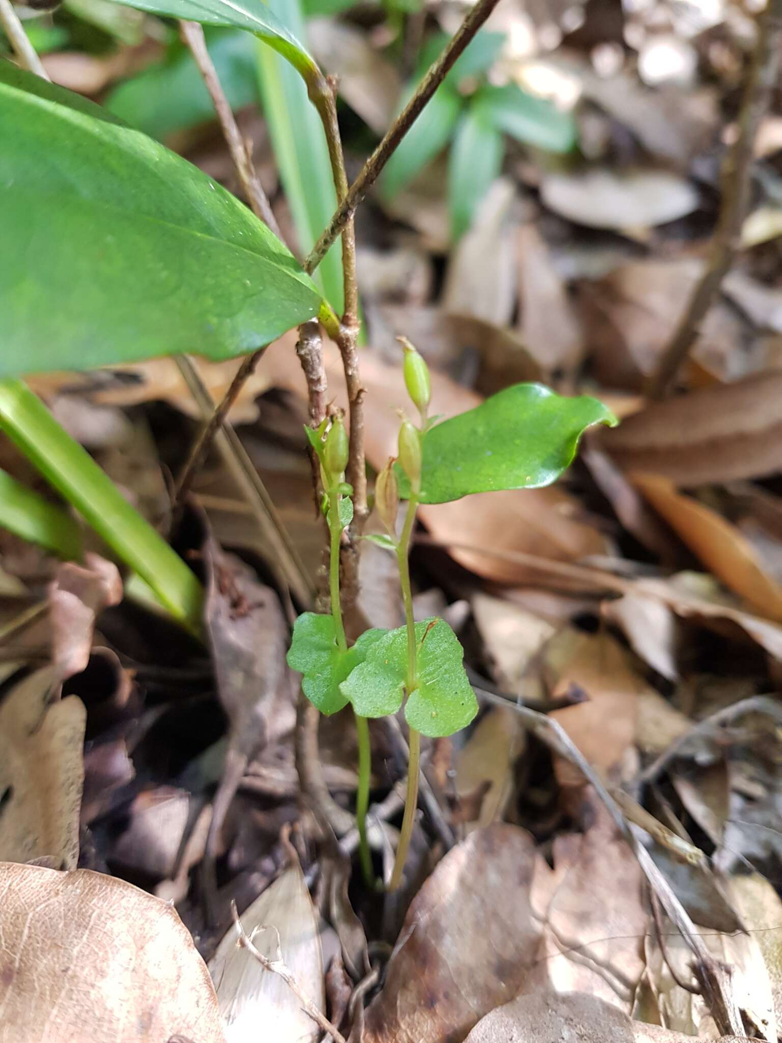 Acianthus amplexicaulis (F. M. Bailey) Rolfe resmi