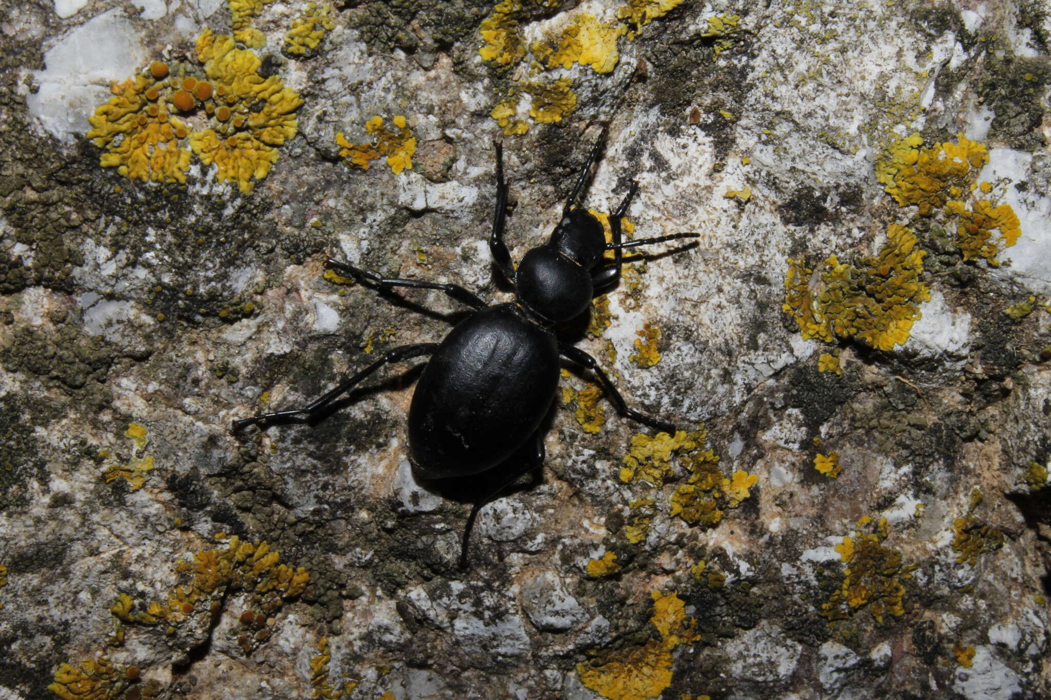 Imagem de Tentyria rotundata orbicollis