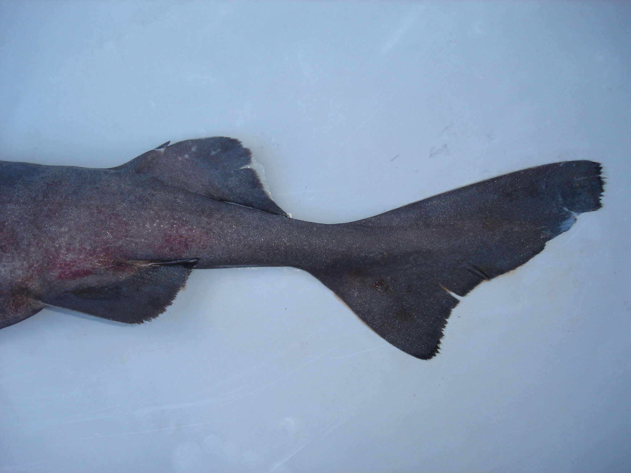Image of Largespine Velvet Dogfish