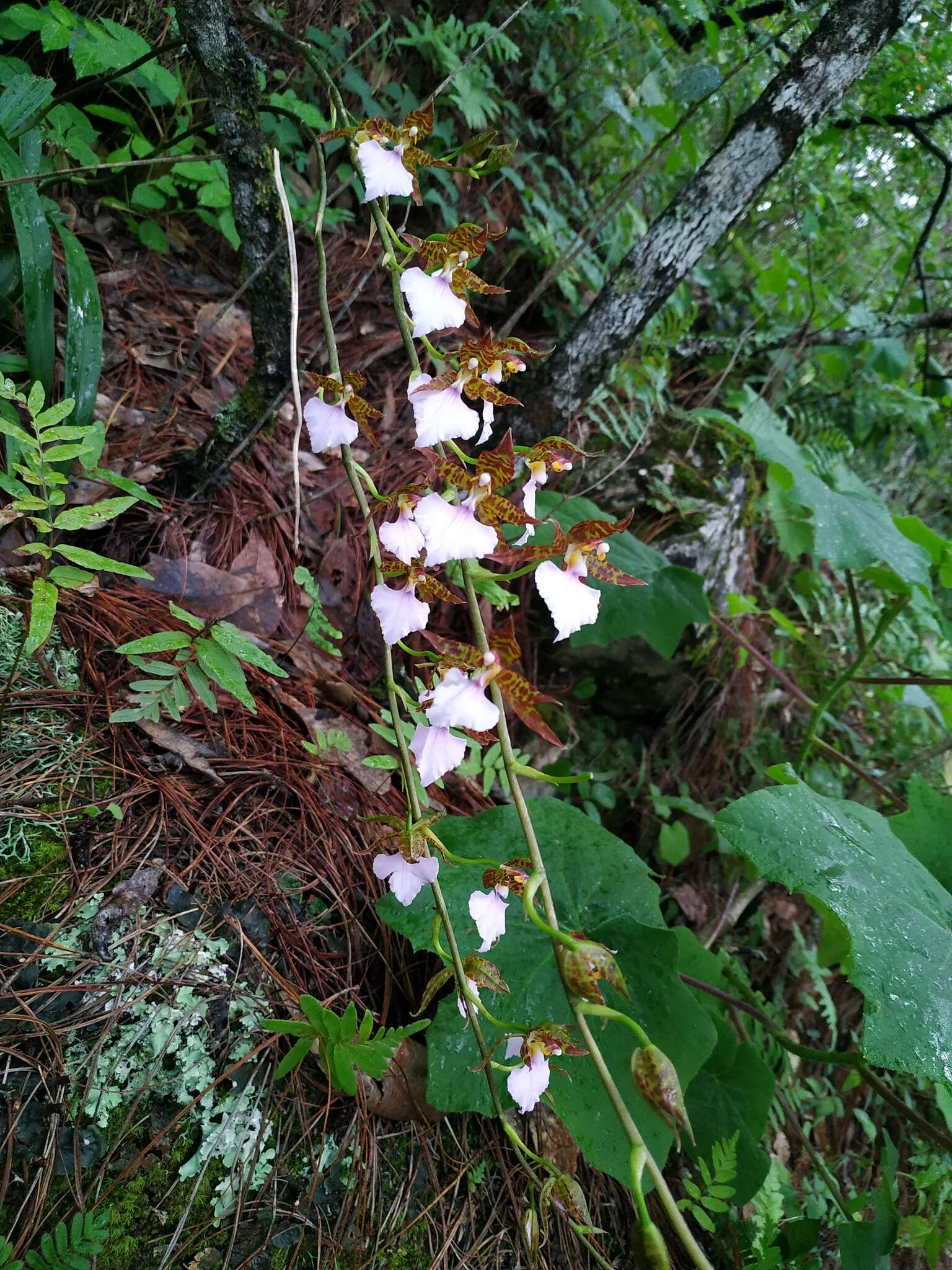 Imagem de Rhynchostele bictoniensis (Bateman) Soto Arenas & Salazar