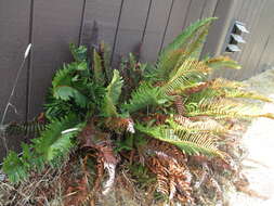 Image of western swordfern